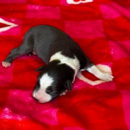 Sunny - Blue merle male Border Collie puppy in Hartsville, South Carolina from Wiggles 4 Life