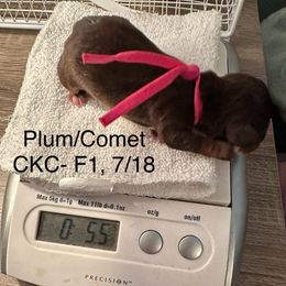 Pink girl - CKC - Chocolate and tan female Dachshund puppy in Irving, Texas from DFW Dachshunds by G & S