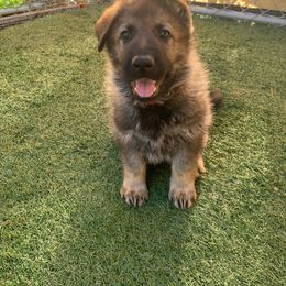 German Shepherd Puppies from Four Pines Ranch