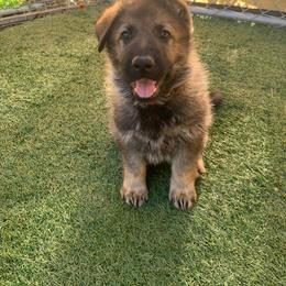German Shepherd Puppies from Four Pines Ranch