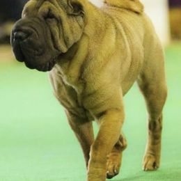 Chinese Shar-Pei and Lakeland Terriers from Alejandro Gonz's Chinese Shar-Pei and Lakeland Terriers