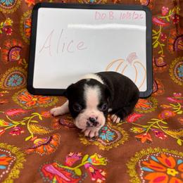 Alice - Black and white female Boston Terrier puppy in Fillmore, Illinois from Wind Hill Puppies