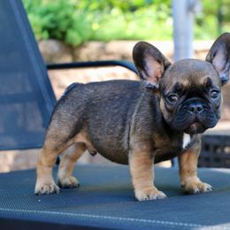 French Bulldog Puppies from Frenchie Empire