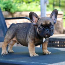 French Bulldog Puppies from Frenchie Empire