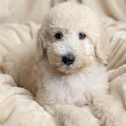 Oliver - Cream male Poodle puppy in Southfield, Michigan from Standard Hearts