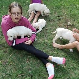 Labrador Retriever Puppies from Urban Oak Labradors LLC