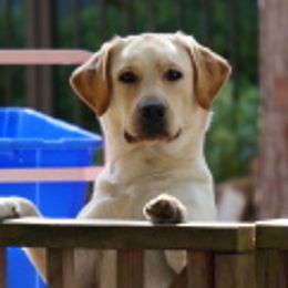 Labrador Retrievers from Tampa Bay Labradors