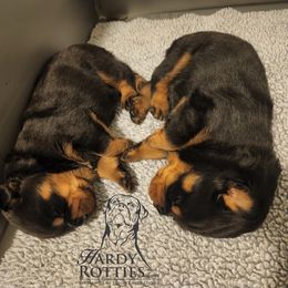 Rottweiler Puppies from Hardy Rotties