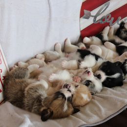 American Corgi and Pembroke Welsh Corgi Puppies from Abundant Joy Corgis