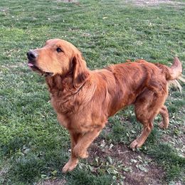 Fella - Golden Retriever