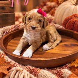 Hazel - Red  female Goldendoodle puppy in Oklahoma from Faithful Hill Doodles