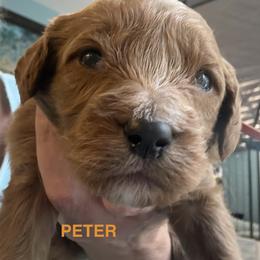 Peter - Red  male Goldendoodle puppy in G AI Nesville, Florida from Valentine Kennels