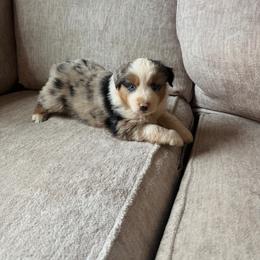 Dusty - Blue merle male Miniature American Shepherd puppy in Payson, Arizona from Barnhardt Minis