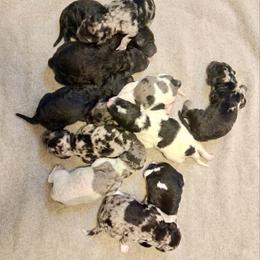 Seven - Black male Goldendoodle puppy in Sterling, Connecticut from Justine’s Retrievers and Doodles, LLC
