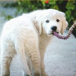 Golden Retrievers from Goldway Golden Retrievers