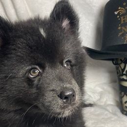 Banks - Black and white Pomsky puppy in Jacksonville, Florida from Northeast Florida Pomskies