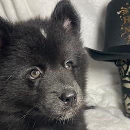 Banks - Black and white Pomsky puppy in Jacksonville, Florida from Northeast Florida Pomskies