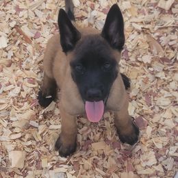 Girl 3 - Mahogany female Belgian Malinois puppy in Corpus Christi, Texas from Heavenly Firefly Belgian Malinois