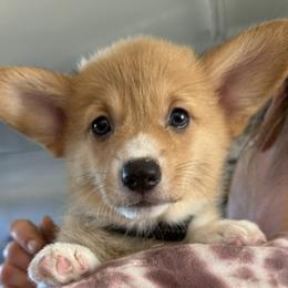 Diva - Red female Pembroke Welsh Corgi puppy in Riverside, California from Four Aces Corgis