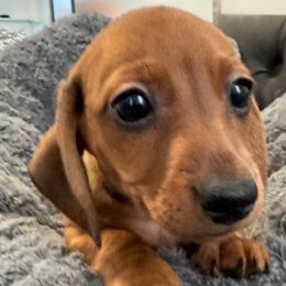 Maggie Mae - Red female Dachshund puppy in Chesterfield, Virginia from Dachshund’s of Elko Farms