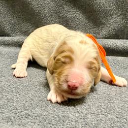 Orange - Parti female Goldendoodle puppy in Celina, Texas from Kennedy Doodles