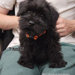 Timon - Black male Miniature Schnauzer puppy in Piedmont, Oklahoma from J&K's Miniature Schnauzers