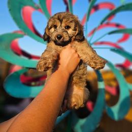 Junebug - Sable female Aussiedoodle puppy in Indiahoma, Oklahoma from Phamily Doodles