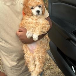 Light red female - Red  female Poodle puppy in Burien, Washington from South Sound Doodles