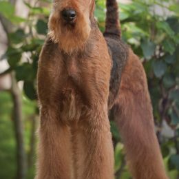Airedale Terriers from Spindletop Airedale Terriers