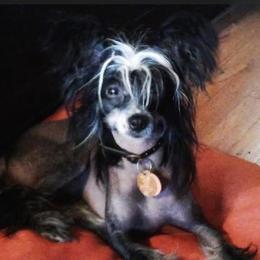 Chinese Crested puppies from Western Kentucky Chihuahua’s and Chinese Crested’s