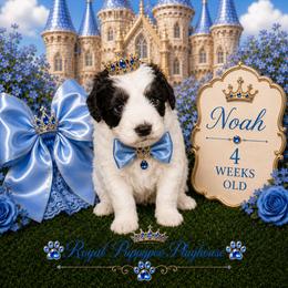 Noah - Parti male Schnoodle puppy in Demorest, Georgia from Royal Puppypoo Playhouse