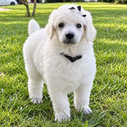 (lil punkin) Black Collar Female - White female Poodle puppy in Screven, Georgia from Dreamland Standard Poodles