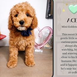 Ace - Red  male Goldendoodle puppy in Hilton, New York from The House of Goldendoodle