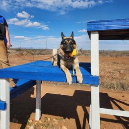 Jake - Black and tan male German Shepherd puppy in Sierra Vista, Arizona from KnightWatch K-9