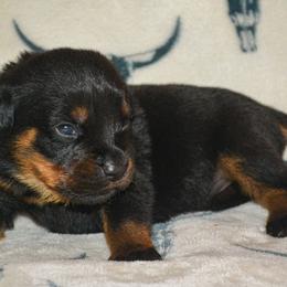 Girl 5 - Black and mahogany female Rottweiler puppy in Ethel, Washington from Titanenheim Rottweilers