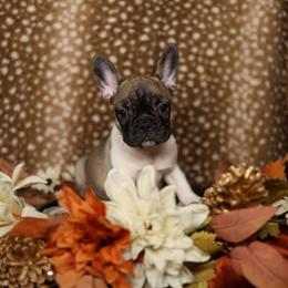 Fayre - White and fawn female French Bulldog puppy in Twin Falls, Idaho from Whispering White Pines Labradors