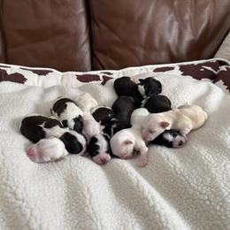 Girl 2 - Gold female Havanese puppy in Ann Arbor, Michigan from La Brisa Havanese