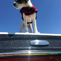 Jack Russell Terrier Puppies from Diggin West Jack Russells