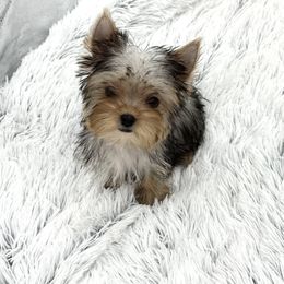 Yorkshire Terrier Puppies from The Royal Yorkie Den LLC