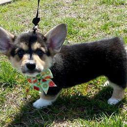 Betty - Black and tan female Pembroke Welsh Corgi puppy in Snellville, Georgia from Laur's Classic Corgis