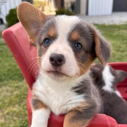 Winston - Blue male Pembroke Welsh Corgi puppy in Beggs, Oklahoma from Blue Diamond Corgi’s