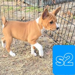 Solo girl 2 - Red and white female Basenji puppy in Caldwell, Texas from Candyce Witte