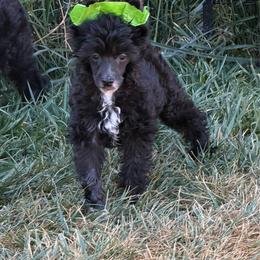 Dahlia - Black and white female Chinese Crested puppy in Sweet Home, Oregon from Rhapsody Poodles & Cresteds
