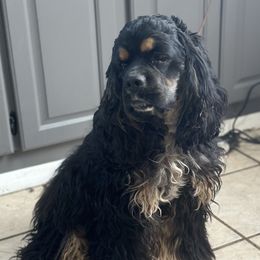 Benji - Cocker Spaniel