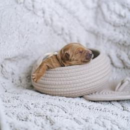 White collar girl - Belle - Red  female Goldendoodle puppy in Duncan, South Carolina from Abner Creek Poodles & Doodles