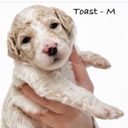 Toast - Cream male Poodle puppy in Greenwich, New York from MizzElle’s Standard Poodles