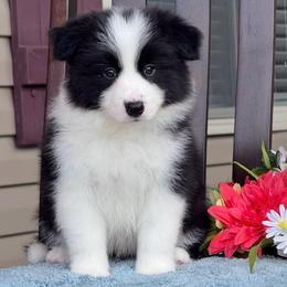 Mason - Black male Border Collie puppy in Dunn, North Carolina from Coylety Border Collies