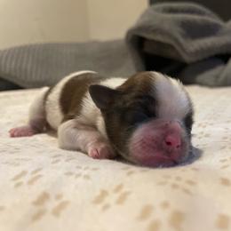 Girl 1 - Red and white female Shih Tzu puppy in Lansing, Michigan from Cherie’s Purebred Shih Tzu’s