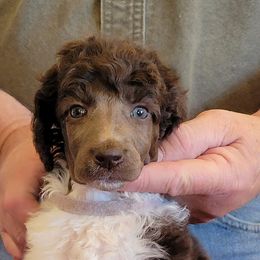 Poodle Puppies from Chapel Hill Poodles