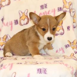 Pembroke Welsh Corgi Puppies from 3W Corgis